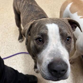 Pit Bull Terrier Dogs Available for Adoption in Reno, Nevada - Thanos | PetCurious