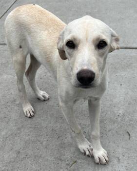 Rescue Hound Dogs for Adoption in El Cajon, California - CLEO | PetCurious