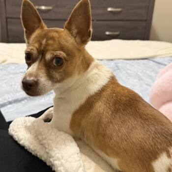 Chihuahua Dogs Available for Adoption in Villa Park, California - Suki | PetCurious