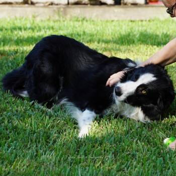 Rescue Border Collie Dogs for Adoption in The Woodlands, Texas - Crowley | PetCurious