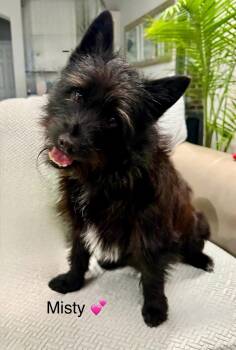 Scottish Terrier and Cairn Terrier Dogs Available for Adoption - Misty | PetCurious