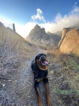 Rottweiler Dogs Available for Adoption - Alexander | PetCurious