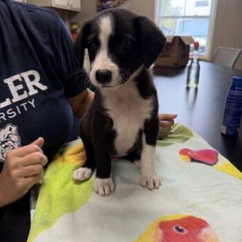 Yaya -  Mixed Breed Dog for Adoption in Bellmawr, New Jersey - Yaya | PetCurious
