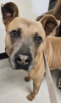 Pit Bull Terrier Dogs Available for Adoption in Mobile, Alabama - Chance | PetCurious