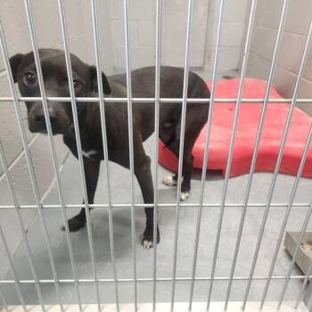 Ollie -  Terrier Dog for Adoption in Kingman, Arizona - Ollie | PetCurious