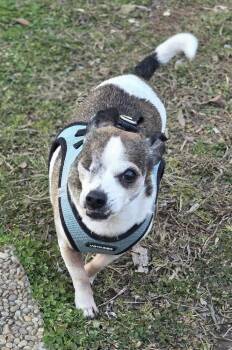 Chihuahua Dogs Available for Adoption - Norman | PetCurious