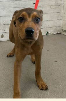 Rescue Shepherd Dogs for Adoption in Bothell, Washington - Waldo | PetCurious