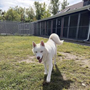 Casper -  Husky Dog for Adoption in Cranston, Rhode Island - Casper | PetCurious