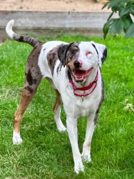 Mars -  Catahoula Leopard Dog Dog for Adoption in Orland Park, Illinois - Mars | PetCurious