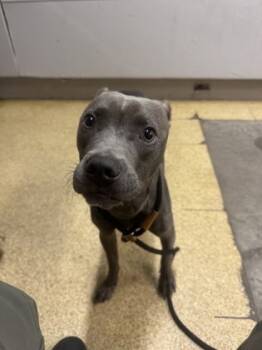 Rescue Mixed Breed Dogs for Adoption in Cincinnati, Ohio - Scott | PetCurious