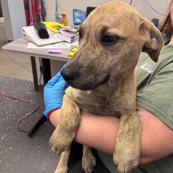 Howie Day -  Mixed Breed Dog for Adoption in Columbiana, Alabama - Howie Day | PetCurious