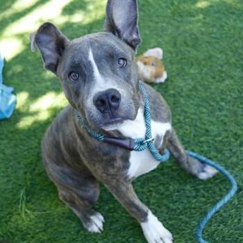 Tito -  Blue Lacy and Mixed Breed Dog for Adoption in Hopkinton, Massachusetts - Tito | PetCurious