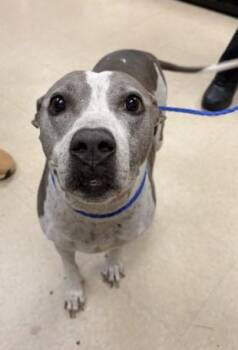 JULIET -  Pit Bull Terrier and Mixed Breed Dog for Adoption in Killeen, Texas - JULIET | PetCurious