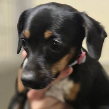 Pink Collar -  Mixed Breed Dog Available for Adoption in Sonoma, California - Pink Collar | PetCurious