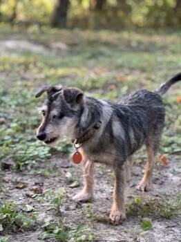 Toto -  Mixed Breed Dog for Adoption in Joppa, Alabama - Toto | PetCurious