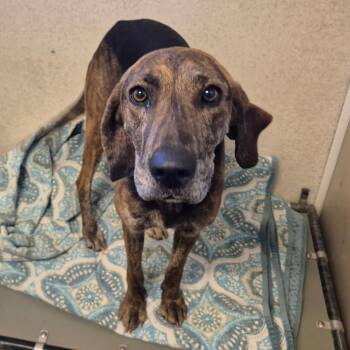 Plott Hound Dogs Available for Adoption in Milford, Iowa - Thelma | PetCurious