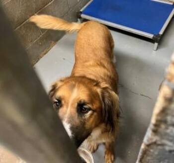 Toby* -  Golden Retriever Dog for Adoption in Kingman, Arizona - Toby* | PetCurious