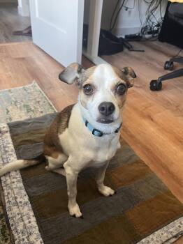 Marshall -  Chihuahua Dog for Adoption in Bothell, Washington - Marshall | PetCurious