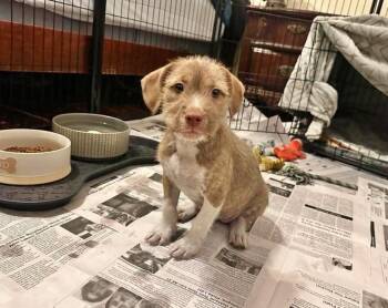 Greta -  Terrier Dog for Adoption in Manchester, Connecticut - Greta | PetCurious