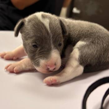 Jack Russell Terrier Dogs Available for Adoption in Yuma, Arizona - Socks | PetCurious