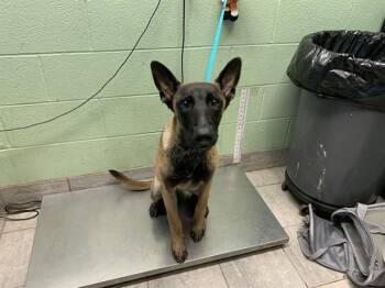 JOEL -  Belgian Shepherd Malinois and Mixed Breed Dog for Adoption in Grand Prairie, Texas - JOEL | PetCurious