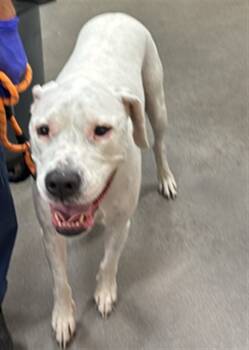 Rescue Dogo Argentino and Mixed Breed Dogs for Adoption - DOLLAR | PetCurious
