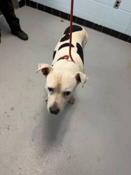 Pen Ic-03 -  Pit Bull Terrier Dog for Adoption in Lawrenceville, Georgia - Pen Ic-03 | PetCurious