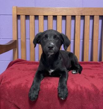**MARINA** -  Border Collie Dog for Adoption in North Prairie, Wisconsin - **MARINA** | PetCurious