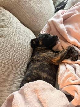 Rocky -  Mixed Breed and Retriever Dog for Adoption in Valley Stream, New York - Rocky | PetCurious