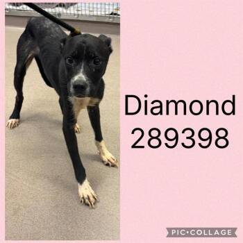 DIAMOND -  Mixed Breed Dog for Adoption in Macon, Georgia - DIAMOND | PetCurious