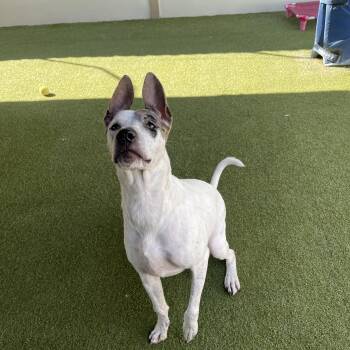 Fancy -  Pit Bull Terrier Dog for Adoption in Houston, Texas - Fancy | PetCurious
