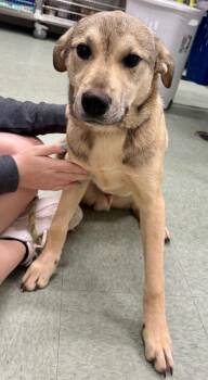 Mixed Breed Dogs Available for Adoption - Danny | PetCurious