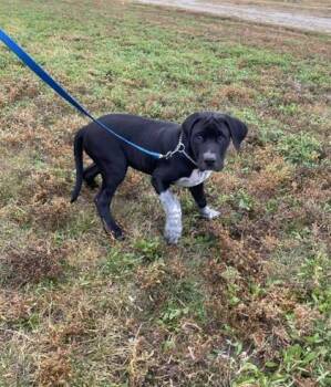 Mastiff and Border Collie Dogs Available for Adoption in Mccook, Nebraska - Enzo | PetCurious