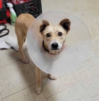 Rescue Mixed Breed Dogs for Adoption in Chillicothe, Ohio - Ham Hock | PetCurious