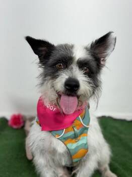 Colonel-One of our Amazing Rescue Dogs -  Schnauzer and Border Terrier Dog for Adoption in Carlsbad, California - Colonel-One Of Our Amazing Rescue Dogs | PetCurious