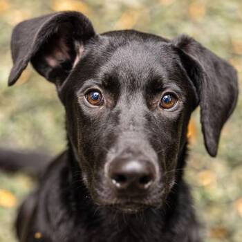 Rescue Black Labrador Retriever Dogs for Adoption in Decatur, Georgia - Slurpee | PetCurious
