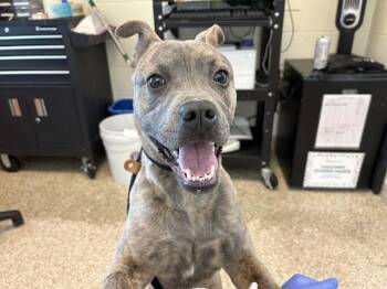 Boston Terrier and Mixed Breed Dogs Available for Adoption in Pueblo, Colorado - SCOTTY | PetCurious