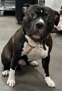 Pit Bull Terrier Dogs Available for Adoption - ACE | PetCurious