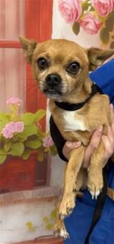 FRITO -  Chihuahua and Pug Dog for Adoption in San Bernardino, California - FRITO | PetCurious