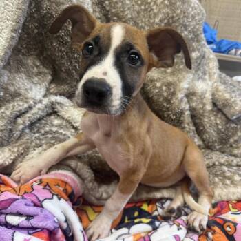 Paolo -  Boxer and Mixed Breed Dog for Adoption in Jersey City, New Jersey - Paolo | PetCurious
