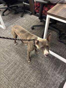 Lorie -  Mixed Breed Dog for Adoption in West Chester, Pennsylvania - Lorie | PetCurious