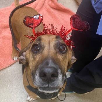 Mixed Breed Dogs Available for Adoption in New York, New York - Lola | PetCurious