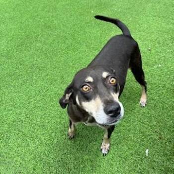 Truffle 0074 -  Mixed Breed Dog for Adoption in Loxahatchee Groves, Florida - Truffle 0074 | PetCurious