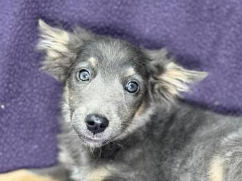 Marmalade -  Shepherd and Mixed Breed Dog for Adoption in Portland, Oregon - Marmalade | PetCurious