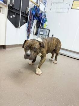 Big Foot -  American Staffordshire Terrier and Mixed Breed Dog for Adoption in South Bend, Indiana - Big Foot | PetCurious