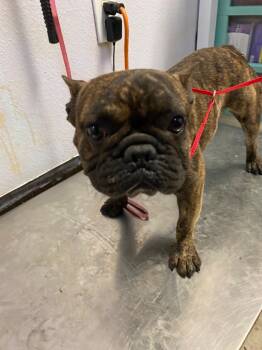 Rescue French Bulldog Dogs for Adoption in New Braunfels, Texas - STANLEY | PetCurious