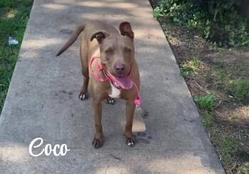Rescue Pit Bull Terrier Dogs for Adoption in Denison, Texas - Coco | PetCurious