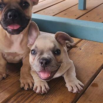 Rowie -  French Bulldog and Miniature Dachshund Dog for Adoption in Austin, Texas - Rowie | PetCurious