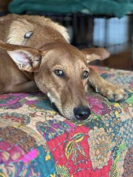 Rescue Rhodesian Ridgeback Dogs for Adoption in VERNON ROCKVL, Connecticut - Matcha | PetCurious