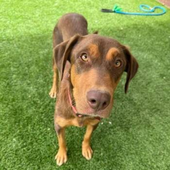 Shepherd and Doberman Pinscher Dogs Available for Adoption in San Diego, California - Africa | PetCurious